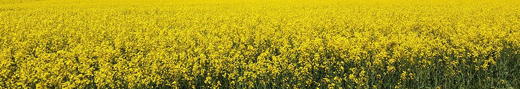 bandeau champ de colza