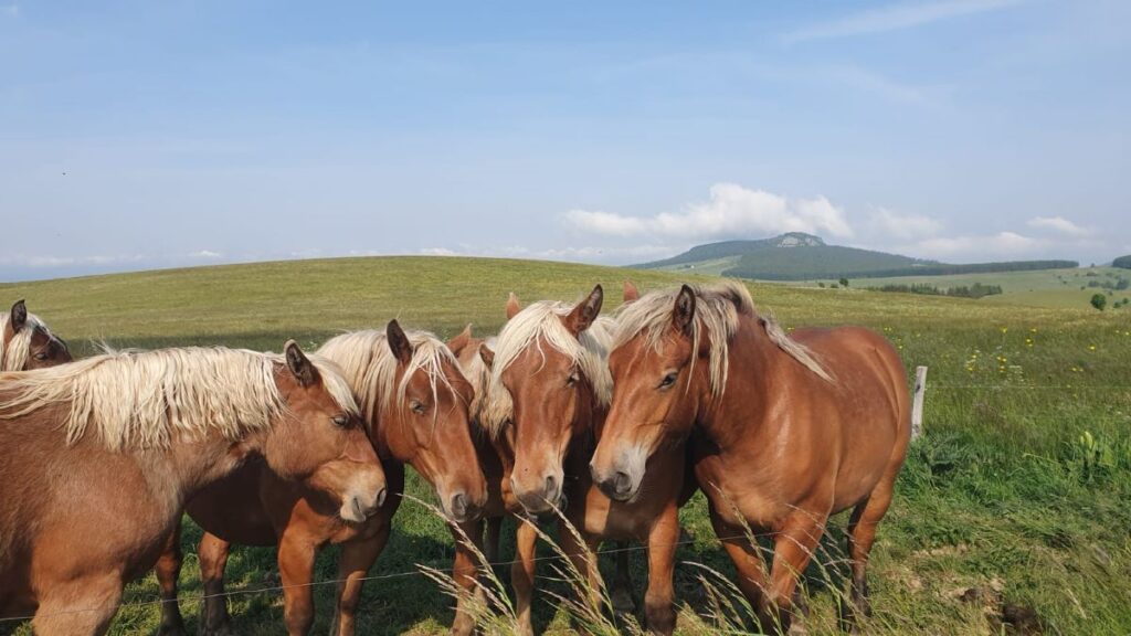 Ardèche chevaux